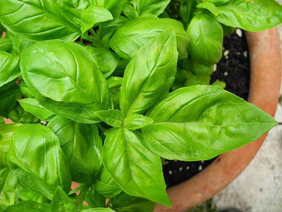 How to Build a Cocktail Garden: 10 Easy Herbs for UK Patios